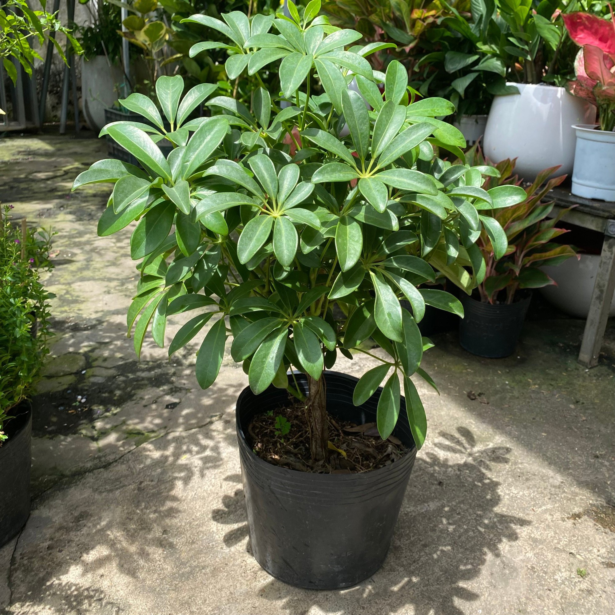 Loại cây "hút" tài lộc và phú quý: Trồng 1 cây trong nhà, vừa đuổi muỗi, vừa làm thuốc chữa bệnh- Ảnh 2.