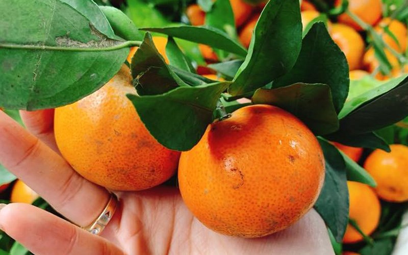 Loại quả chống huyết khối, ngừa đột quỵ đang vào mùa bạt ngàn chợ Việt, tiếc vì toàn bị đánh giá thấp- Ảnh 2. Loại quả chống huyết khối, ngừa đột quỵ đang vào mùa bạt ngàn chợ Việt, tiếc vì toàn bị đánh giá thấp- Ảnh 2.