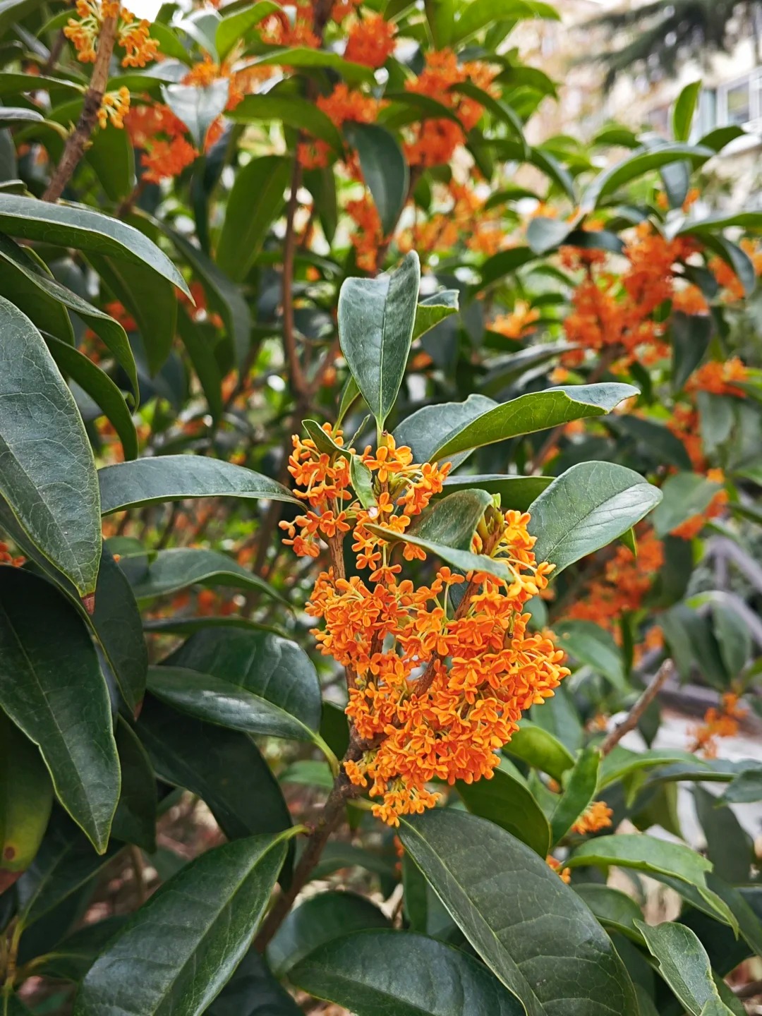 Sân nhà trồng 3 loại cây này: Càng trồng càng thấy nhà ấm, lộc về kín cổng- Ảnh 20. Sân nhà trồng 3 loại cây này: Càng trồng càng thấy nhà ấm, lộc về kín cổng- Ảnh 20.