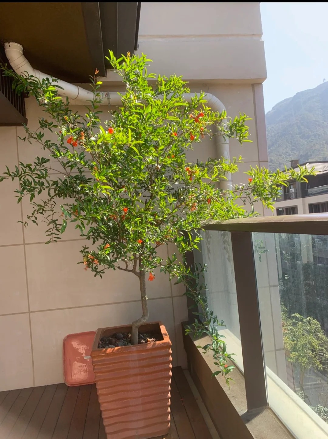 Sân nhà trồng 3 loại cây này: Càng trồng càng thấy nhà ấm, lộc về kín cổng- Ảnh 17. Sân nhà trồng 3 loại cây này: Càng trồng càng thấy nhà ấm, lộc về kín cổng- Ảnh 17.