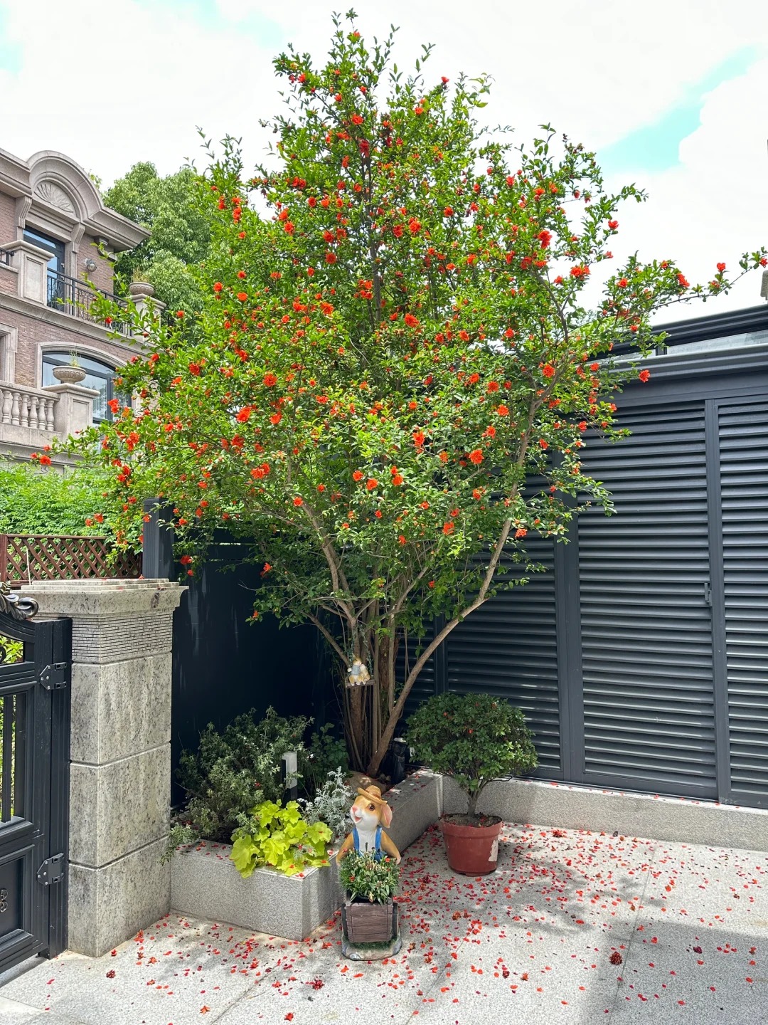 Sân nhà trồng 3 loại cây này: Càng trồng càng thấy nhà ấm, lộc về kín cổng- Ảnh 13. Sân nhà trồng 3 loại cây này: Càng trồng càng thấy nhà ấm, lộc về kín cổng- Ảnh 13.