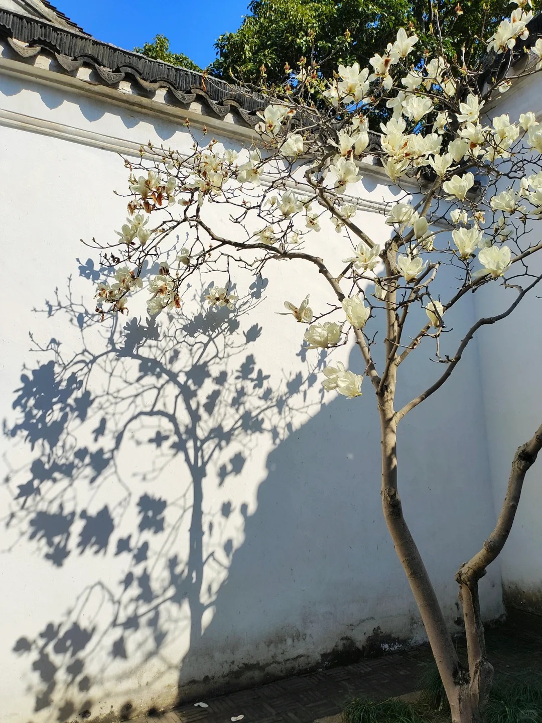 Sân nhà trồng 3 loại cây này: Càng trồng càng thấy nhà ấm, lộc về kín cổng- Ảnh 6. Sân nhà trồng 3 loại cây này: Càng trồng càng thấy nhà ấm, lộc về kín cổng- Ảnh 6.