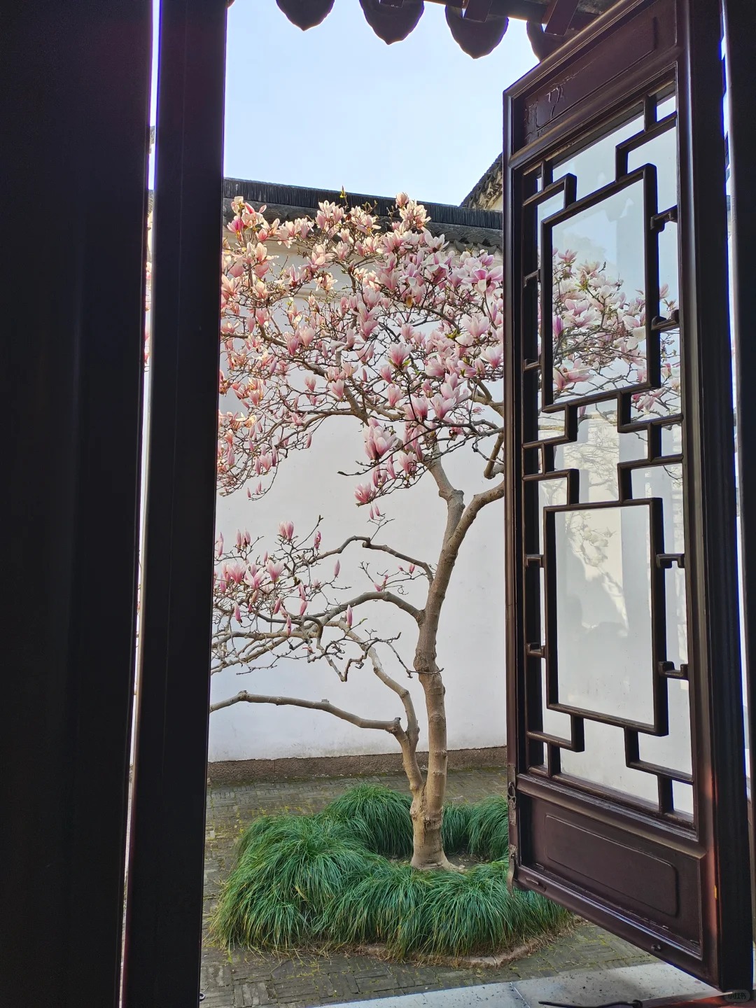 Sân nhà trồng 3 loại cây này: Càng trồng càng thấy nhà ấm, lộc về kín cổng- Ảnh 5. Sân nhà trồng 3 loại cây này: Càng trồng càng thấy nhà ấm, lộc về kín cổng- Ảnh 5.