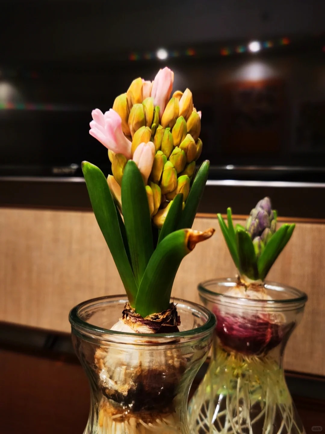 Nhiều chị em đang kháo nhau: Tết này nhất định phải trồng một chậu “hoa của các vị thần”, vừa thơm nhà vừa sang chảnh- Ảnh 14. Nhiều chị em đang kháo nhau: Tết này nhất định phải trồng một chậu “hoa của các vị thần”, vừa thơm nhà vừa sang chảnh- Ảnh 14.