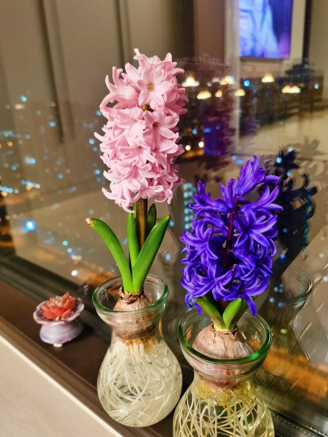 Nhiều chị em đang kháo nhau: Tết này nhất định phải trồng một chậu “hoa của các vị thần”, vừa thơm nhà vừa sang chảnh- Ảnh 15. Nhiều chị em đang kháo nhau: Tết này nhất định phải trồng một chậu “hoa của các vị thần”, vừa thơm nhà vừa sang chảnh- Ảnh 15.