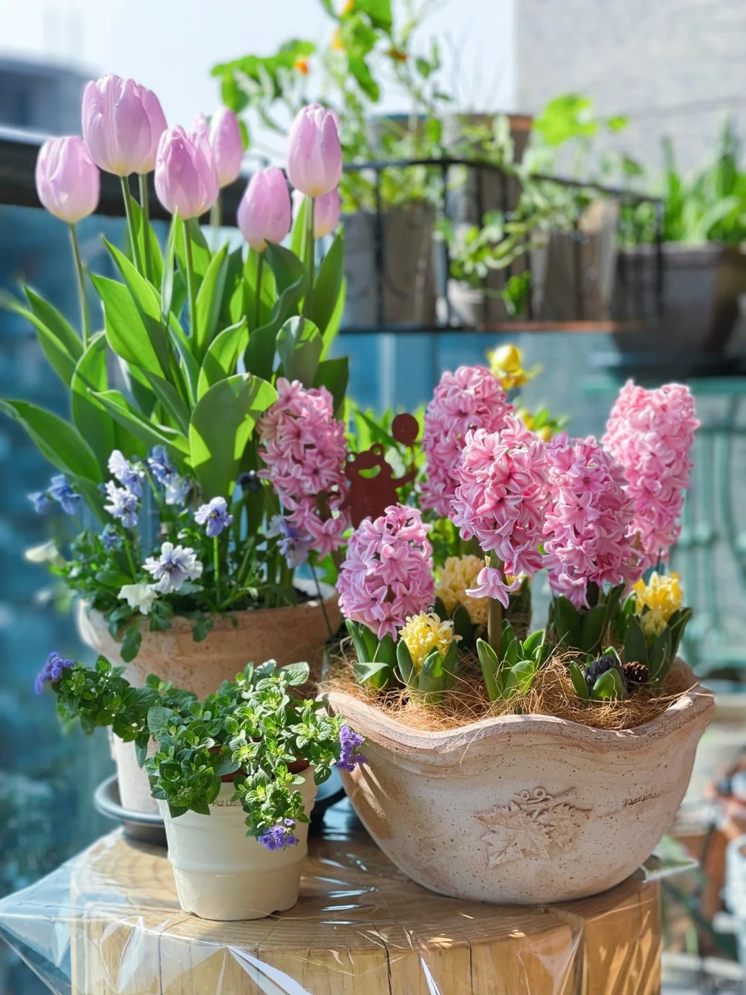 Nhiều chị em đang kháo nhau: Tết này nhất định phải trồng một chậu “hoa của các vị thần”, vừa thơm nhà vừa sang chảnh- Ảnh 3. Nhiều chị em đang kháo nhau: Tết này nhất định phải trồng một chậu “hoa của các vị thần”, vừa thơm nhà vừa sang chảnh- Ảnh 3.