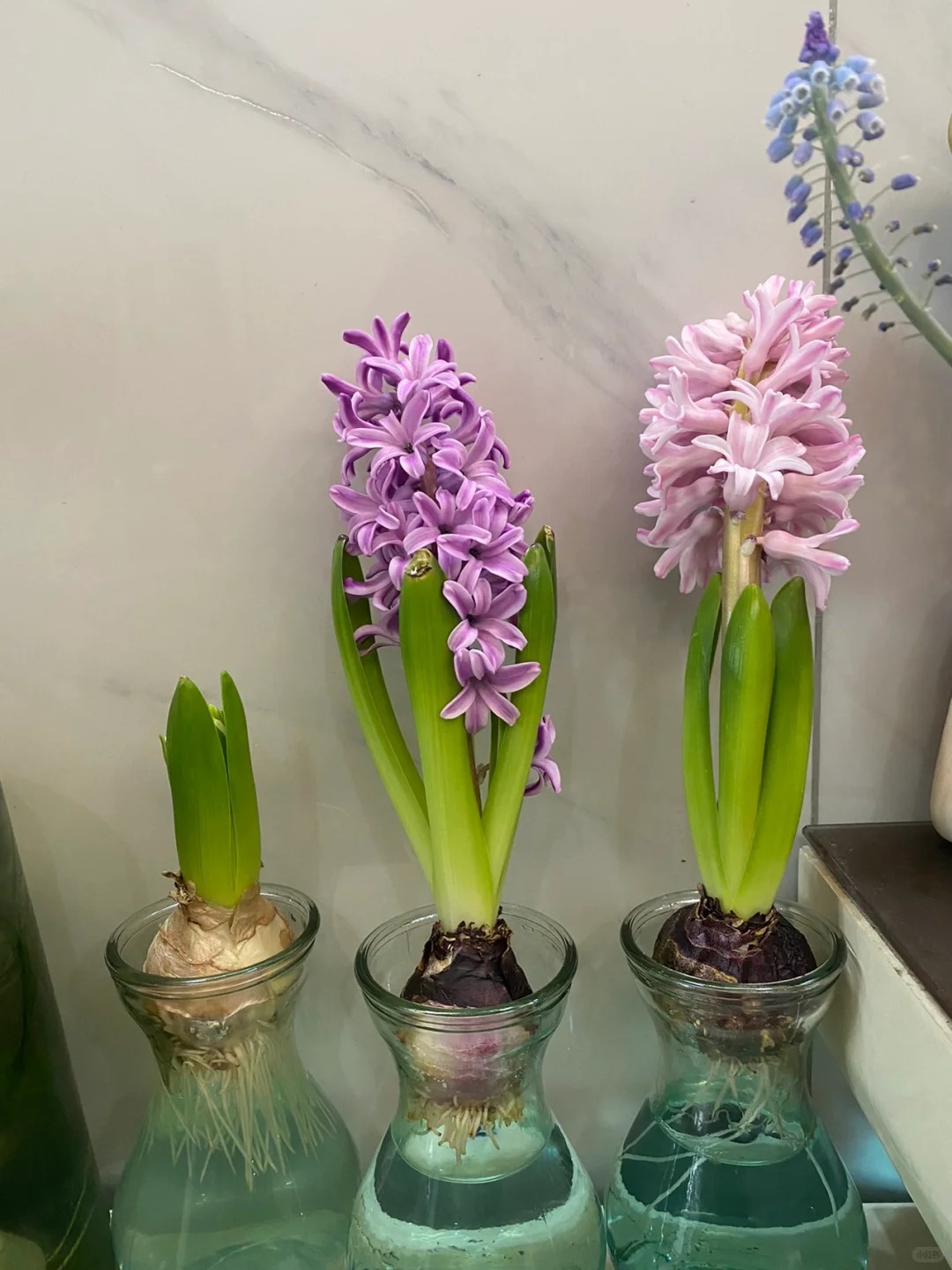 Nhiều chị em đang kháo nhau: Tết này nhất định phải trồng một chậu “hoa của các vị thần”, vừa thơm nhà vừa sang chảnh- Ảnh 17. Nhiều chị em đang kháo nhau: Tết này nhất định phải trồng một chậu “hoa của các vị thần”, vừa thơm nhà vừa sang chảnh- Ảnh 17.