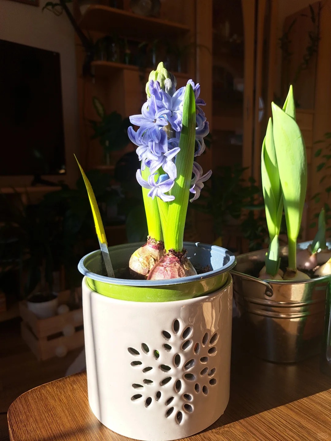 Nhiều chị em đang kháo nhau: Tết này nhất định phải trồng một chậu “hoa của các vị thần”, vừa thơm nhà vừa sang chảnh- Ảnh 18. Nhiều chị em đang kháo nhau: Tết này nhất định phải trồng một chậu “hoa của các vị thần”, vừa thơm nhà vừa sang chảnh- Ảnh 18.