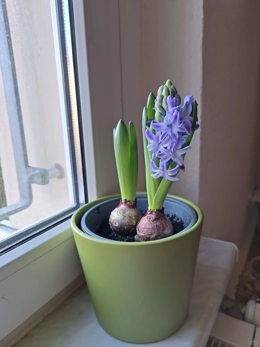 Nhiều chị em đang kháo nhau: Tết này nhất định phải trồng một chậu “hoa của các vị thần”, vừa thơm nhà vừa sang chảnh- Ảnh 19. Nhiều chị em đang kháo nhau: Tết này nhất định phải trồng một chậu “hoa của các vị thần”, vừa thơm nhà vừa sang chảnh- Ảnh 19.