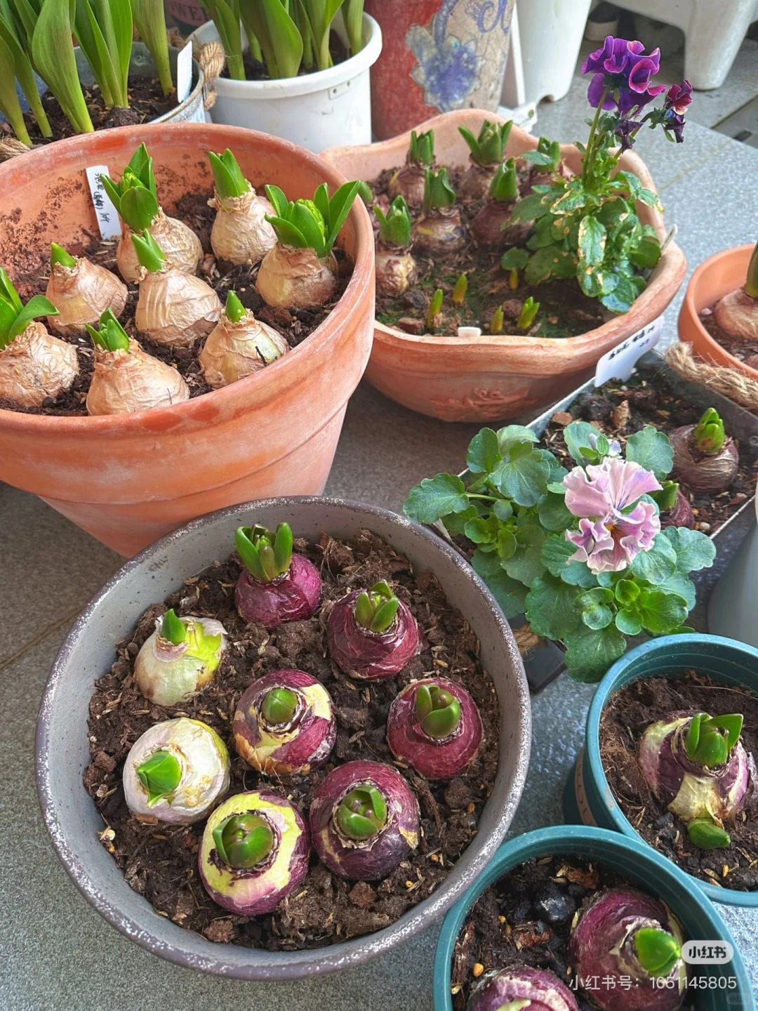 Nhiều chị em đang kháo nhau: Tết này nhất định phải trồng một chậu “hoa của các vị thần”, vừa thơm nhà vừa sang chảnh- Ảnh 29. Nhiều chị em đang kháo nhau: Tết này nhất định phải trồng một chậu “hoa của các vị thần”, vừa thơm nhà vừa sang chảnh- Ảnh 29.