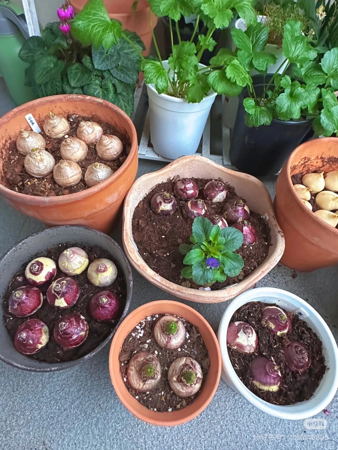 Nhiều chị em đang kháo nhau: Tết này nhất định phải trồng một chậu “hoa của các vị thần”, vừa thơm nhà vừa sang chảnh- Ảnh 30. Nhiều chị em đang kháo nhau: Tết này nhất định phải trồng một chậu “hoa của các vị thần”, vừa thơm nhà vừa sang chảnh- Ảnh 30.