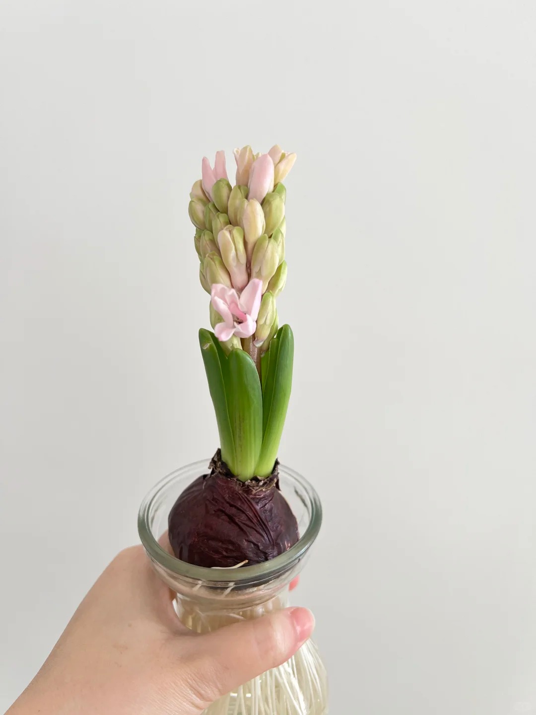 Nhiều chị em đang kháo nhau: Tết này nhất định phải trồng một chậu “hoa của các vị thần”, vừa thơm nhà vừa sang chảnh- Ảnh 20. Nhiều chị em đang kháo nhau: Tết này nhất định phải trồng một chậu “hoa của các vị thần”, vừa thơm nhà vừa sang chảnh- Ảnh 20.