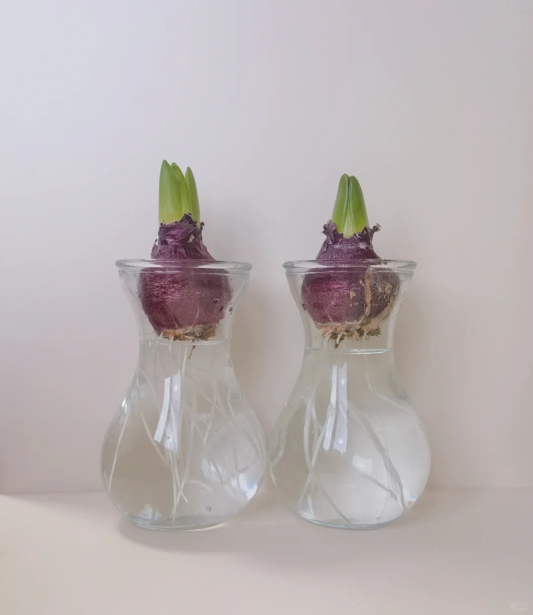 Nhiều chị em đang kháo nhau: Tết này nhất định phải trồng một chậu “hoa của các vị thần”, vừa thơm nhà vừa sang chảnh- Ảnh 24. Nhiều chị em đang kháo nhau: Tết này nhất định phải trồng một chậu “hoa của các vị thần”, vừa thơm nhà vừa sang chảnh- Ảnh 24.