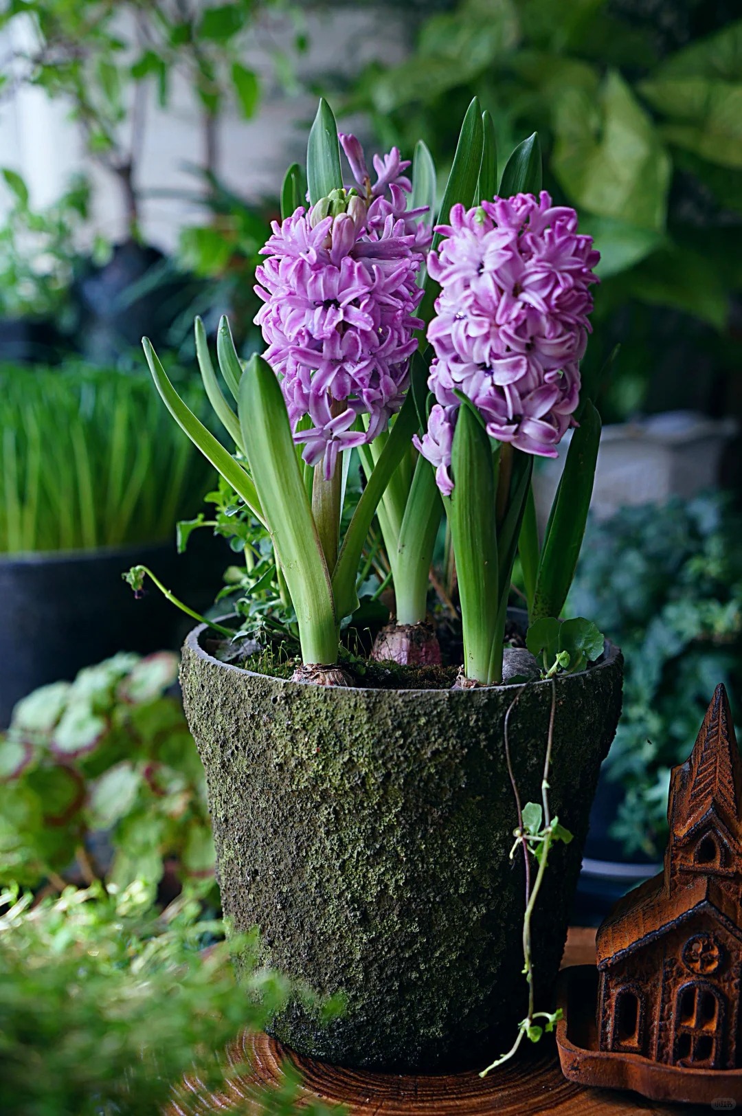 Nhiều chị em đang kháo nhau: Tết này nhất định phải trồng một chậu “hoa của các vị thần”, vừa thơm nhà vừa sang chảnh- Ảnh 10. Nhiều chị em đang kháo nhau: Tết này nhất định phải trồng một chậu “hoa của các vị thần”, vừa thơm nhà vừa sang chảnh- Ảnh 10.