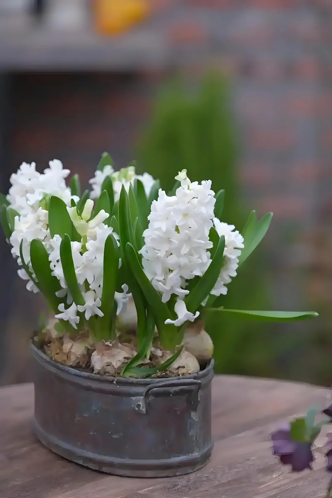 Nhiều chị em đang kháo nhau: Tết này nhất định phải trồng một chậu “hoa của các vị thần”, vừa thơm nhà vừa sang chảnh- Ảnh 12. Nhiều chị em đang kháo nhau: Tết này nhất định phải trồng một chậu “hoa của các vị thần”, vừa thơm nhà vừa sang chảnh- Ảnh 12.