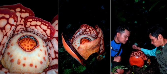 Phát hiện loài "hôi thối" nhưng quý hiếm nhất hành tinh, tưởng như sắp tuyệt chủng: Nhiều người bật khóc tại chỗ - Ảnh 1.