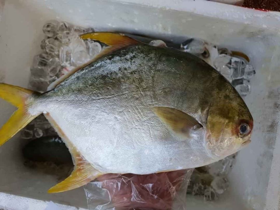 5 loại cá thịt dày, ít xương, bổ như tổ yến: Ra chợ thấy thì nhắm mắt MUA NGAY- Ảnh 2. 5 loại cá thịt dày, ít xương, bổ như tổ yến: Ra chợ thấy thì nhắm mắt MUA NGAY- Ảnh 2.