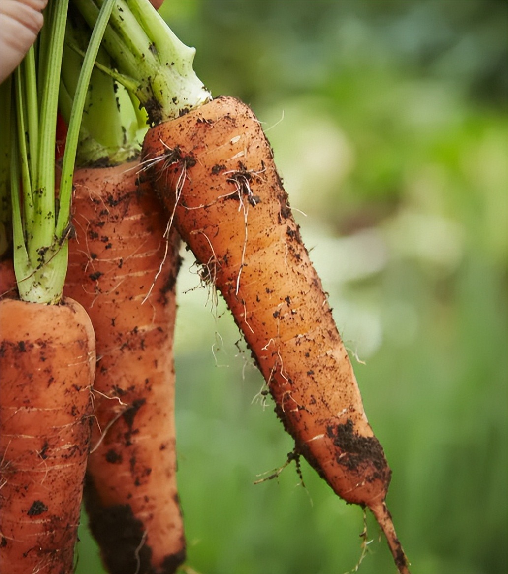 5 loại rau tốt ngang nhân sâm mùa này, đi chợ thấy phải MUA ngay- Ảnh 5. 5 loại rau tốt ngang nhân sâm mùa này, đi chợ thấy phải MUA ngay- Ảnh 5.