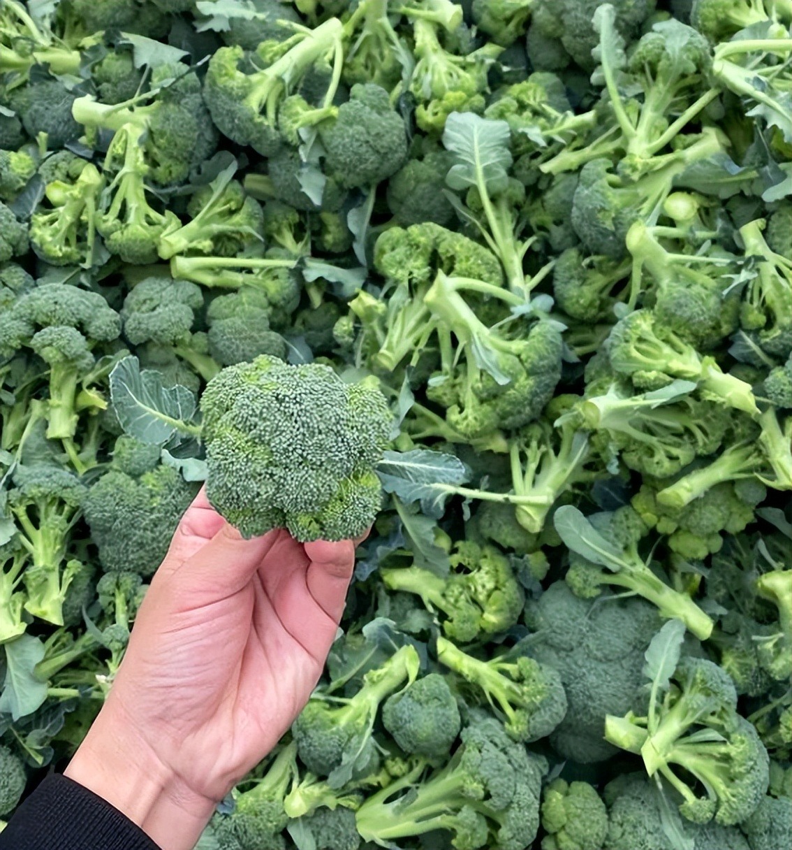 5 loại rau tốt ngang nhân sâm mùa này, đi chợ thấy phải MUA ngay- Ảnh 4. 5 loại rau tốt ngang nhân sâm mùa này, đi chợ thấy phải MUA ngay- Ảnh 4.