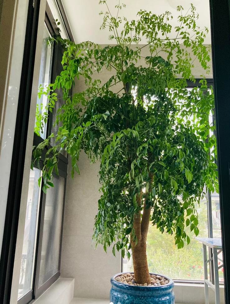 4 cây càng trồng càng rước họa, nhiều nhà vô tình phạm mà không biết- Ảnh 4. 4 cây càng trồng càng rước họa, nhiều nhà vô tình phạm mà không biết- Ảnh 4.