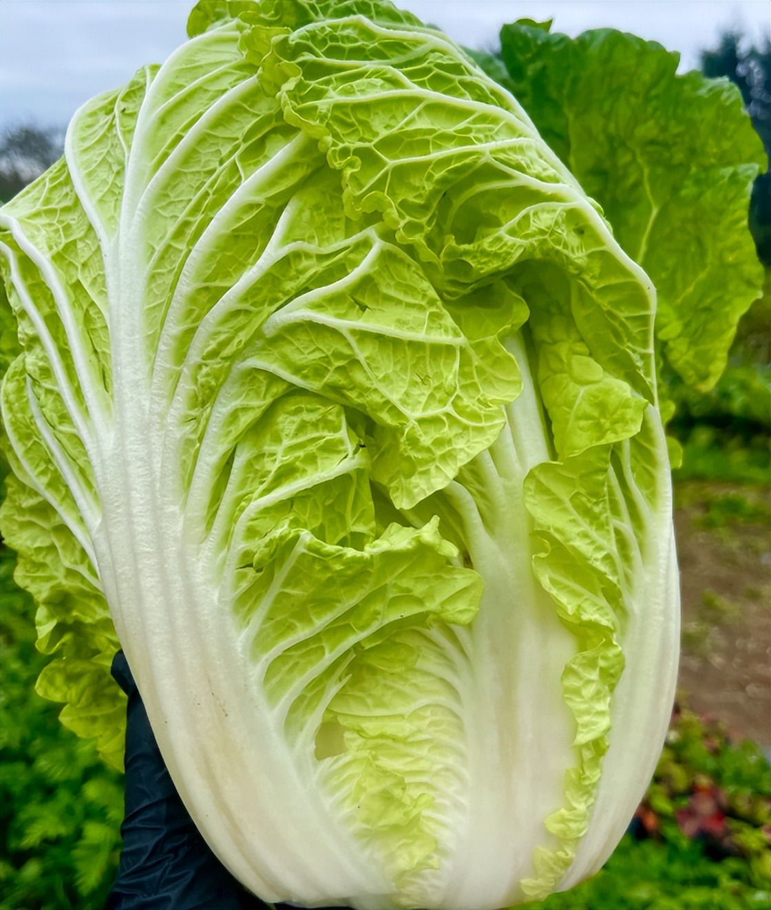 5 loại rau tốt ngang nhân sâm mùa này, đi chợ thấy phải MUA ngay- Ảnh 2. 5 loại rau tốt ngang nhân sâm mùa này, đi chợ thấy phải MUA ngay- Ảnh 2.