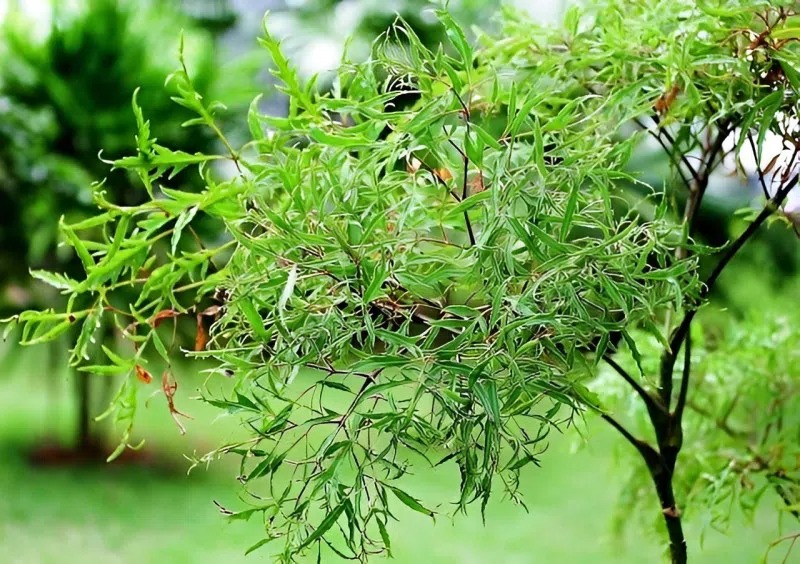 Loài cây này quý như vàng ròng: Lá là nhân sâm, càng trồng lâu càng thịnh vượng- Ảnh 1. Loài cây này quý như vàng ròng: Lá là nhân sâm, càng trồng lâu càng thịnh vượng- Ảnh 1.