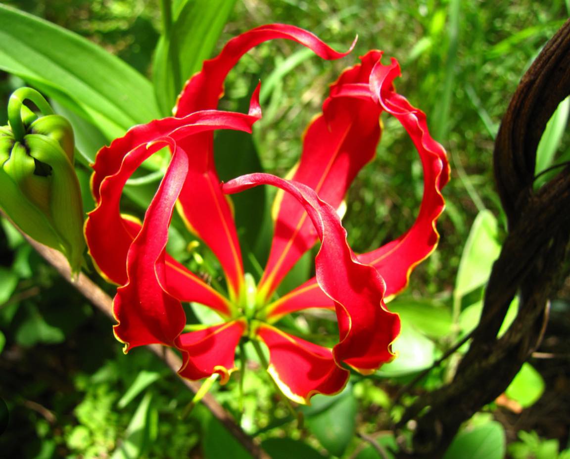 Loài hoa đẹp kỳ lạ mọc đầy ở Việt Nam: Vườn Quốc gia đưa cảnh báo tuyệt đối không được sờ hay hái- Ảnh 4. Loài hoa đẹp kỳ lạ mọc đầy ở Việt Nam: Vườn Quốc gia đưa cảnh báo tuyệt đối không được sờ hay hái- Ảnh 4.