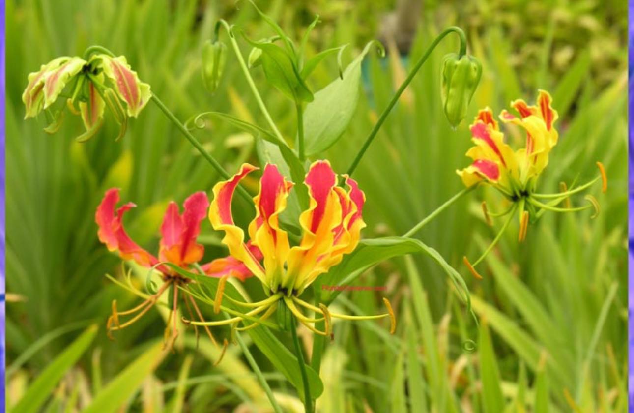 Loài hoa đẹp kỳ lạ mọc đầy ở Việt Nam: Vườn Quốc gia đưa cảnh báo tuyệt đối không được sờ hay hái- Ảnh 6. Loài hoa đẹp kỳ lạ mọc đầy ở Việt Nam: Vườn Quốc gia đưa cảnh báo tuyệt đối không được sờ hay hái- Ảnh 6.