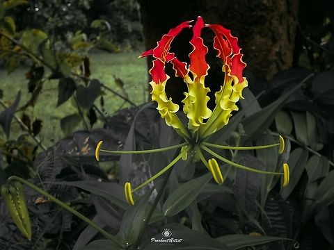 Loài hoa đẹp kỳ lạ mọc đầy ở Việt Nam: Vườn Quốc gia đưa cảnh báo tuyệt đối không được sờ hay hái- Ảnh 5. Loài hoa đẹp kỳ lạ mọc đầy ở Việt Nam: Vườn Quốc gia đưa cảnh báo tuyệt đối không được sờ hay hái- Ảnh 5.