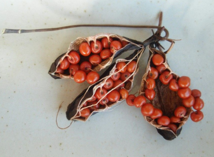 Loài hoa đẹp kỳ lạ mọc đầy ở Việt Nam: Vườn Quốc gia đưa cảnh báo tuyệt đối không được sờ hay hái- Ảnh 3. Loài hoa đẹp kỳ lạ mọc đầy ở Việt Nam: Vườn Quốc gia đưa cảnh báo tuyệt đối không được sờ hay hái- Ảnh 3.