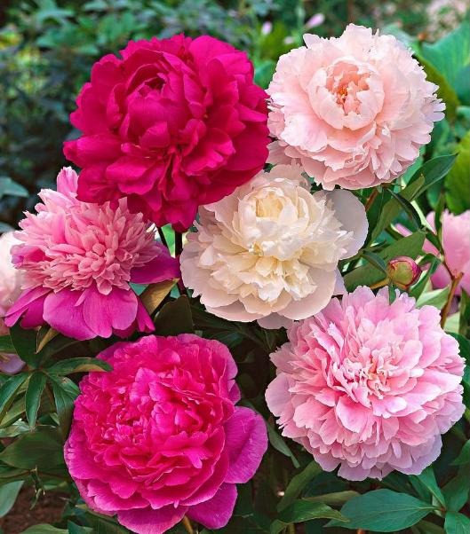 5 loài hoa đại kỵ thờ cúng, tuyệt đối không thắp hương- Ảnh 2. 5 loài hoa đại kỵ thờ cúng, tuyệt đối không thắp hương- Ảnh 2.