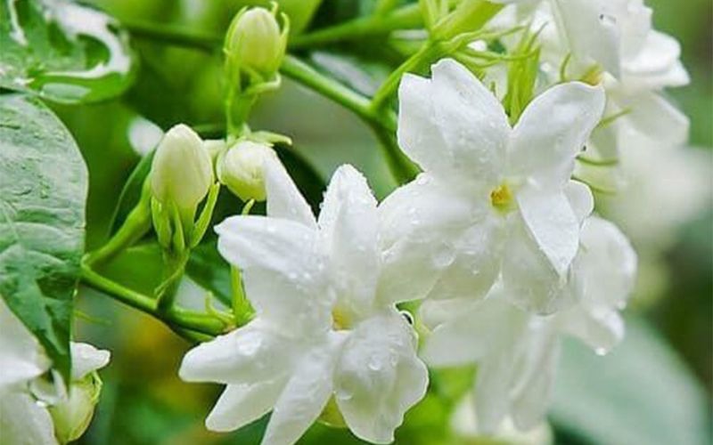 5 loài hoa đại kỵ thờ cúng, tuyệt đối không thắp hương- Ảnh 1. 5 loài hoa đại kỵ thờ cúng, tuyệt đối không thắp hương- Ảnh 1.