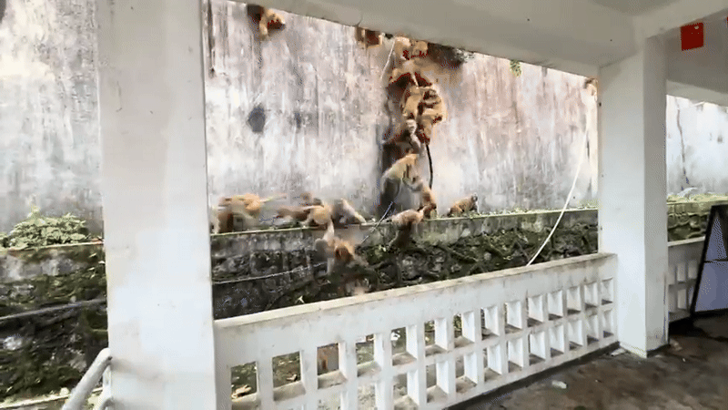 Hàng trăm con khỉ bất ngờ lao xuống núi với tốc độ chóng mặt: Hiện tượng lạ khiến người dân hoang mang- Ảnh 1. Hàng trăm con khỉ bất ngờ lao xuống núi với tốc độ chóng mặt: Hiện tượng lạ khiến người dân hoang mang- Ảnh 1.