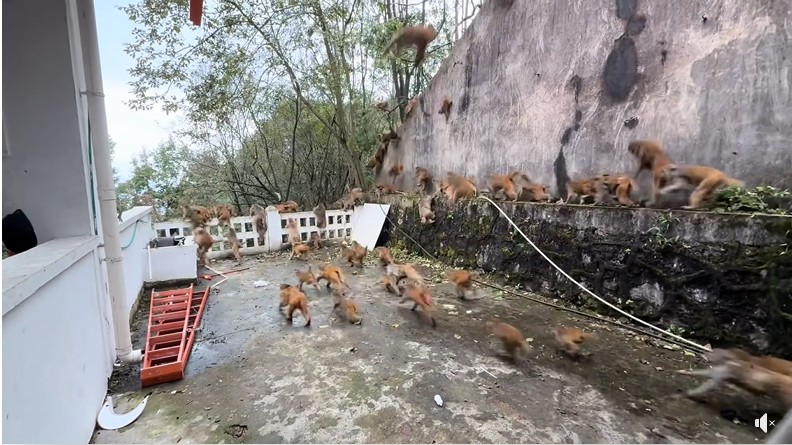 Hàng trăm con khỉ bất ngờ lao xuống núi với tốc độ chóng mặt: Hiện tượng lạ khiến người dân hoang mang- Ảnh 4. Hàng trăm con khỉ bất ngờ lao xuống núi với tốc độ chóng mặt: Hiện tượng lạ khiến người dân hoang mang- Ảnh 4.
