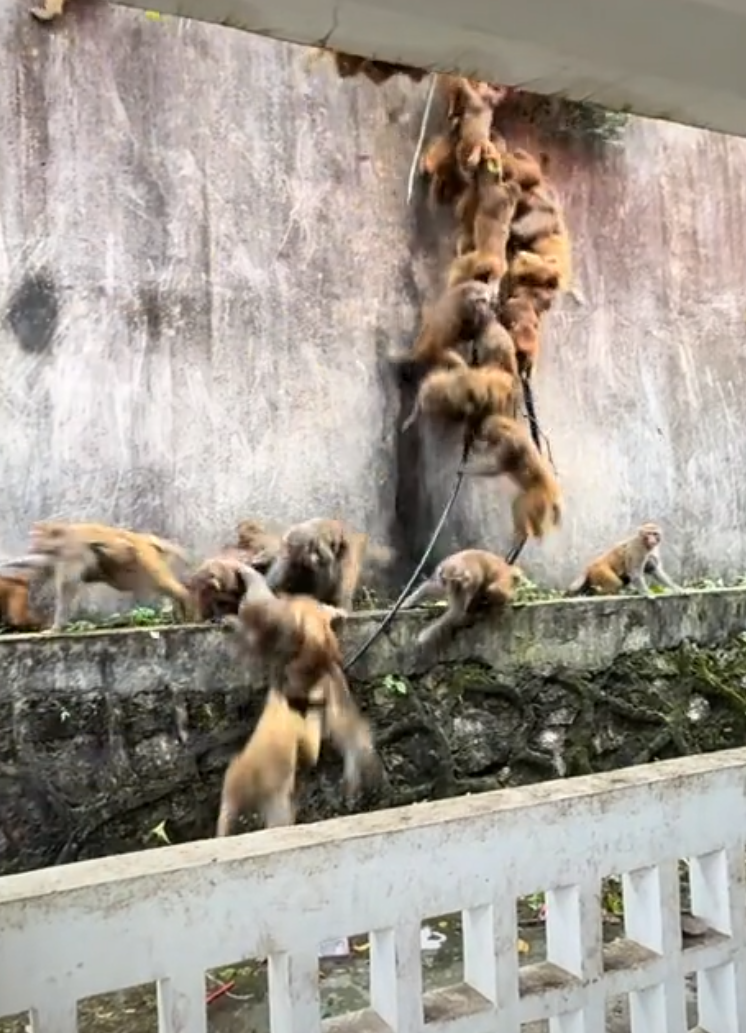 Hàng trăm con khỉ bất ngờ lao xuống núi với tốc độ chóng mặt: Hiện tượng lạ khiến người dân hoang mang- Ảnh 2. Hàng trăm con khỉ bất ngờ lao xuống núi với tốc độ chóng mặt: Hiện tượng lạ khiến người dân hoang mang- Ảnh 2.