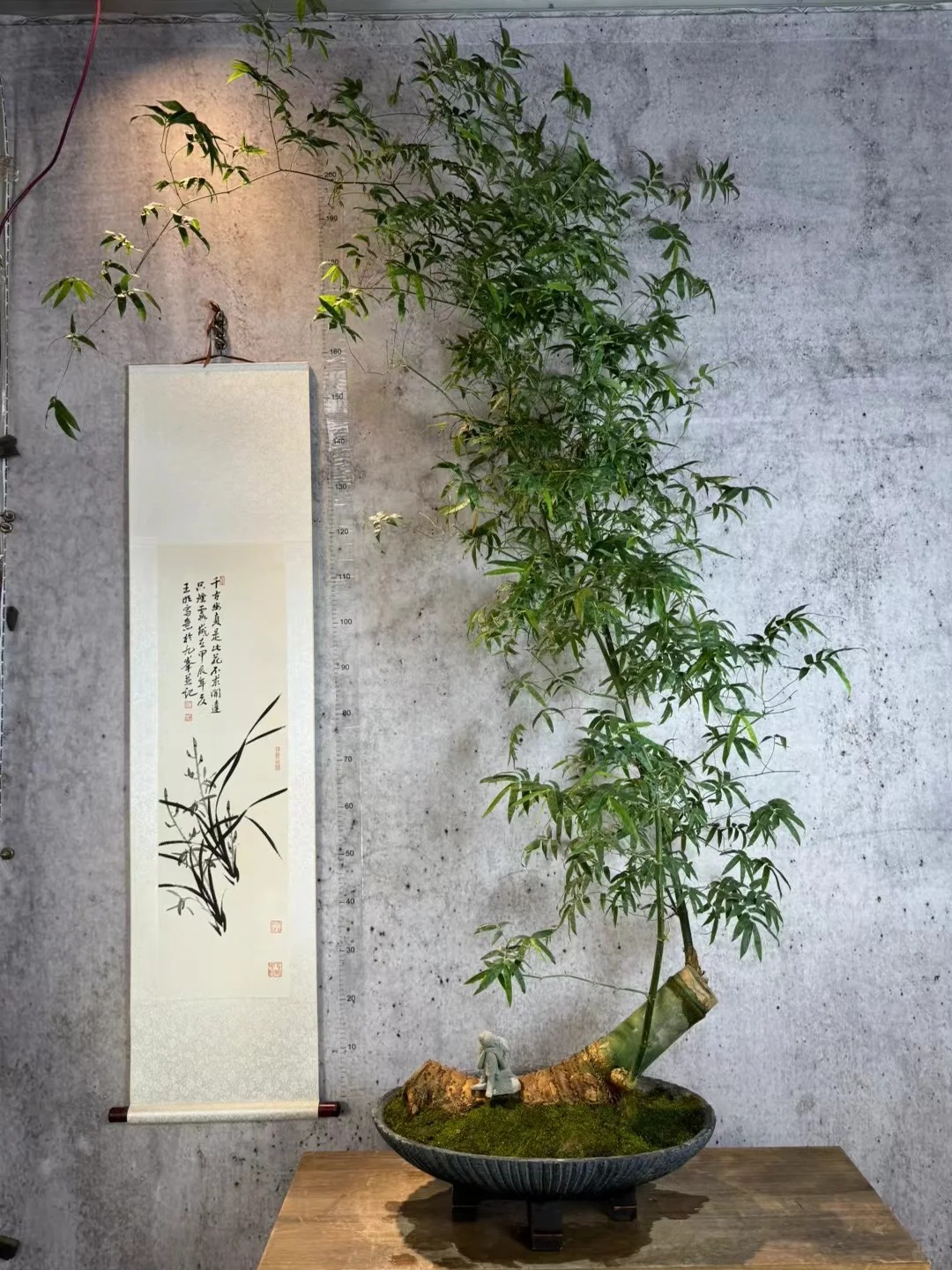 Tre ảnh hưởng gì tới nhà ở? Trồng đúng chỗ mát nhà, yên lòng, vận dễ lên hương - Ảnh 10. Tre ảnh hưởng gì tới nhà ở? Trồng đúng chỗ mát nhà, yên lòng, vận dễ lên hương - Ảnh 10.