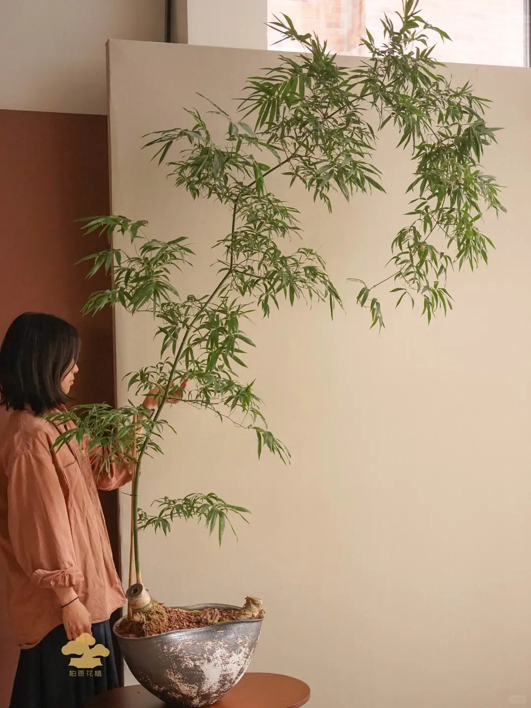 Tre ảnh hưởng gì tới nhà ở? Trồng đúng chỗ mát nhà, yên lòng, vận dễ lên hương - Ảnh 4. Tre ảnh hưởng gì tới nhà ở? Trồng đúng chỗ mát nhà, yên lòng, vận dễ lên hương - Ảnh 4.