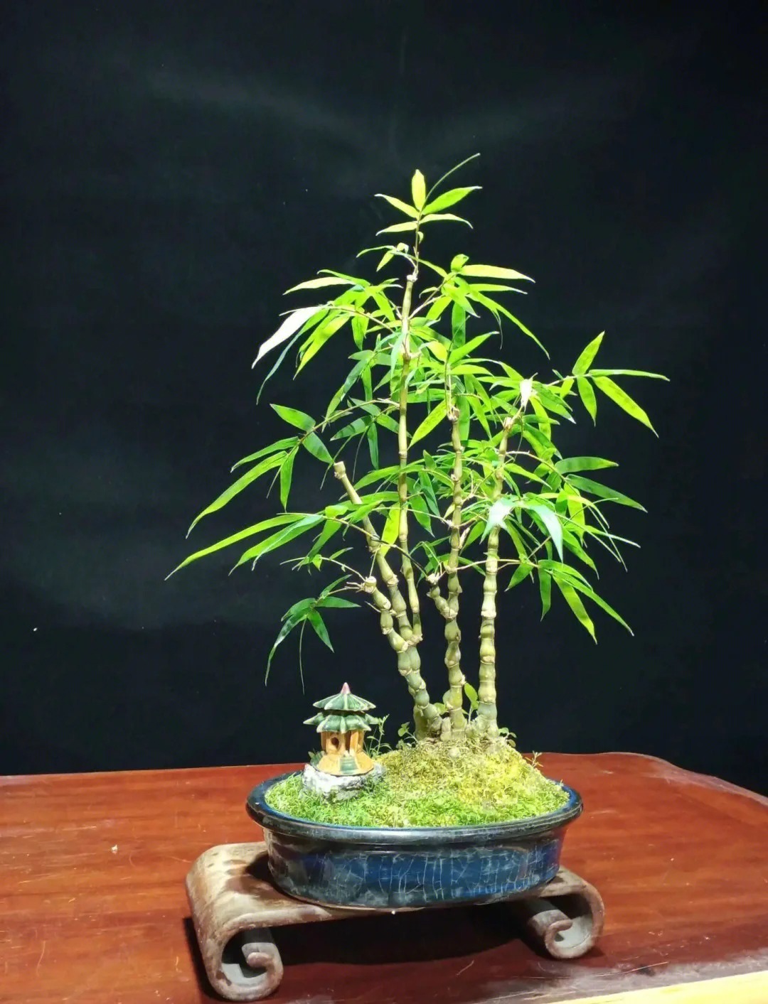 Tre ảnh hưởng gì tới nhà ở? Trồng đúng chỗ mát nhà, yên lòng, vận dễ lên hương - Ảnh 5. Tre ảnh hưởng gì tới nhà ở? Trồng đúng chỗ mát nhà, yên lòng, vận dễ lên hương - Ảnh 5.