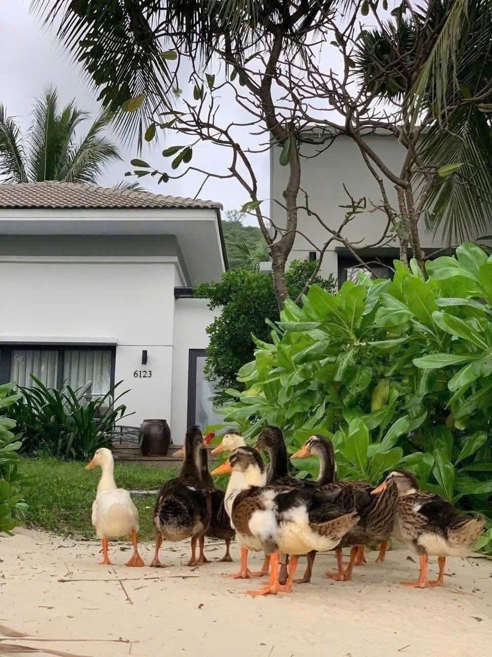 Fanpage của Vinpearl Nha Trang thông báo về tình trạng của đàn vịt "tài phiệt" trước bão số 15 Koto - Ảnh 5. Fanpage của Vinpearl Nha Trang thông báo về tình trạng của đàn vịt "tài phiệt" trước bão số 15 Koto - Ảnh 5.