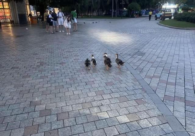 Fanpage của Vinpearl Nha Trang thông báo về tình trạng của đàn vịt "tài phiệt" trước bão số 15 Koto - Ảnh 9. Fanpage của Vinpearl Nha Trang thông báo về tình trạng của đàn vịt "tài phiệt" trước bão số 15 Koto - Ảnh 9.