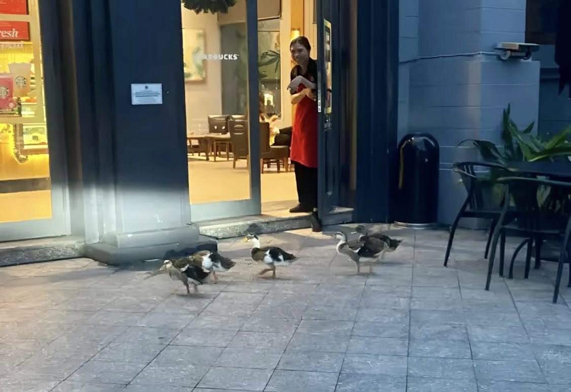 Fanpage của Vinpearl Nha Trang thông báo về tình trạng của đàn vịt "tài phiệt" trước bão số 15 Koto - Ảnh 7. Fanpage của Vinpearl Nha Trang thông báo về tình trạng của đàn vịt "tài phiệt" trước bão số 15 Koto - Ảnh 7.