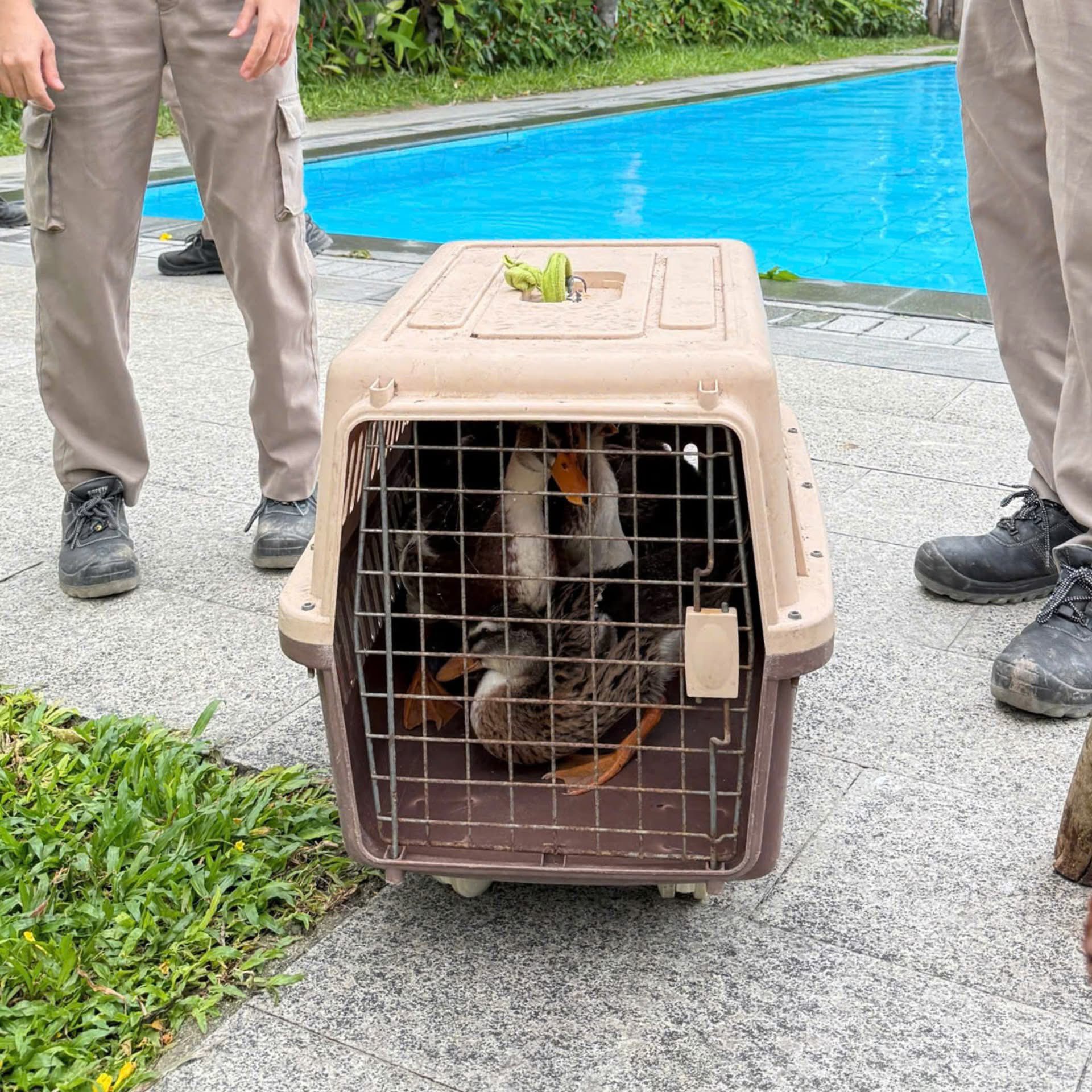 Fanpage của Vinpearl Nha Trang thông báo về tình trạng của đàn vịt "tài phiệt" trước bão số 15 Koto - Ảnh 3. Fanpage của Vinpearl Nha Trang thông báo về tình trạng của đàn vịt "tài phiệt" trước bão số 15 Koto - Ảnh 3.