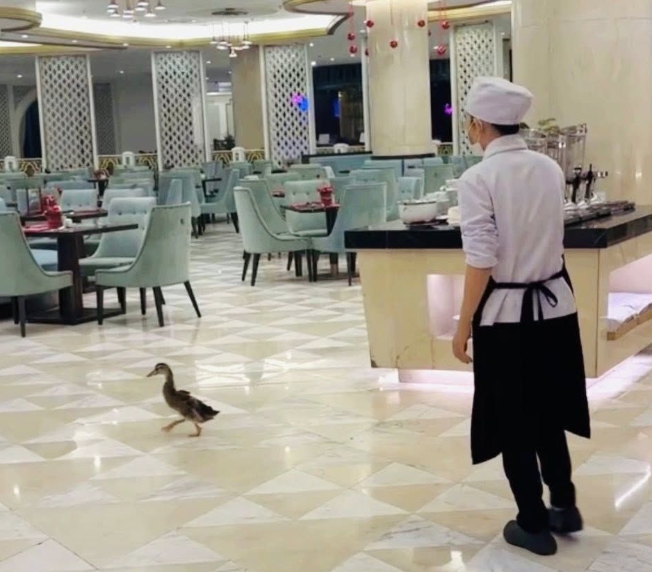 Fanpage của Vinpearl Nha Trang thông báo về tình trạng của đàn vịt "tài phiệt" trước bão số 15 Koto - Ảnh 8. Fanpage của Vinpearl Nha Trang thông báo về tình trạng của đàn vịt "tài phiệt" trước bão số 15 Koto - Ảnh 8.