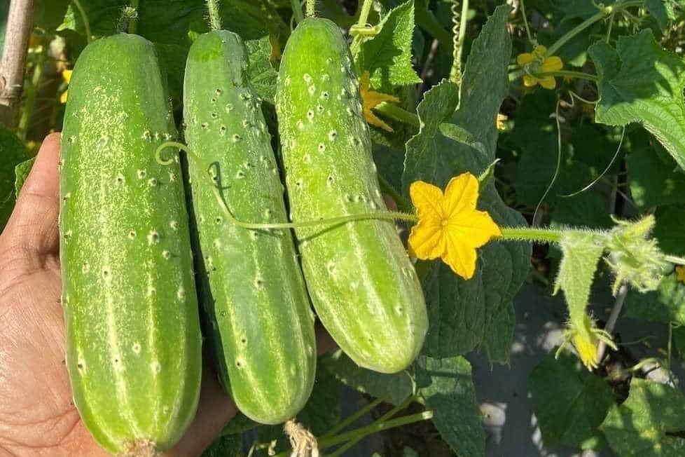 Đi chợ thấy 5 loại rau củ này thì quay lưng mà ᵭi, tuyệt ᵭṓi KHÔNG MUA- Ảnh 3. Đi chợ thấy 5 loại rau củ này thì quay lưng mà ᵭi, tuyệt ᵭṓi KHÔNG MUA- Ảnh 3.