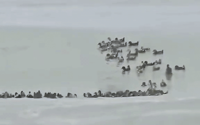 Fanpage của Vinpearl Nha Trang thông báo về tình trạng của đàn vịt "tài phiệt" trước bão số 15 Koto - Ảnh 4. Fanpage của Vinpearl Nha Trang thông báo về tình trạng của đàn vịt "tài phiệt" trước bão số 15 Koto - Ảnh 4.