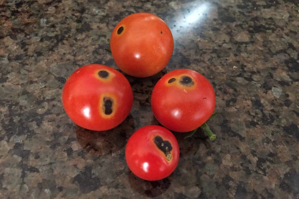 Đi chợ thấy 5 loại rau củ này thì quay lưng mà ᵭi, tuyệt ᵭṓi KHÔNG MUA- Ảnh 4. Đi chợ thấy 5 loại rau củ này thì quay lưng mà ᵭi, tuyệt ᵭṓi KHÔNG MUA- Ảnh 4.