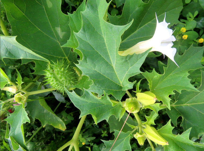 Người đàn ông cấp cứu giữa đêm vì uống thứ này trước khi ngủ: Bác sĩ cảnh báo “chứa chất độc mạnh”- Ảnh 2. Người đàn ông cấp cứu giữa đêm vì uống thứ này trước khi ngủ: Bác sĩ cảnh báo “chứa chất độc mạnh”- Ảnh 2.