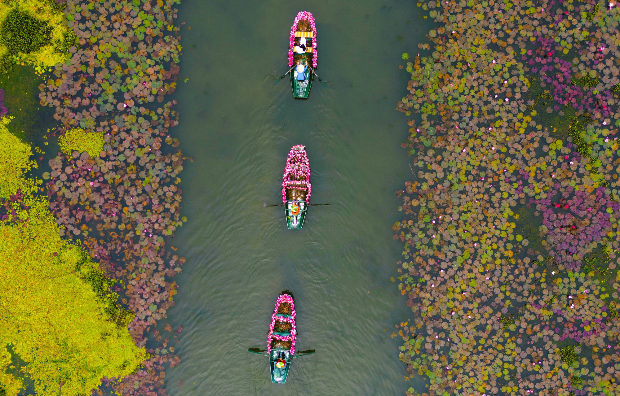 Tam Cốc ngọt lịm mùa hoa súng - Ảnh 5.