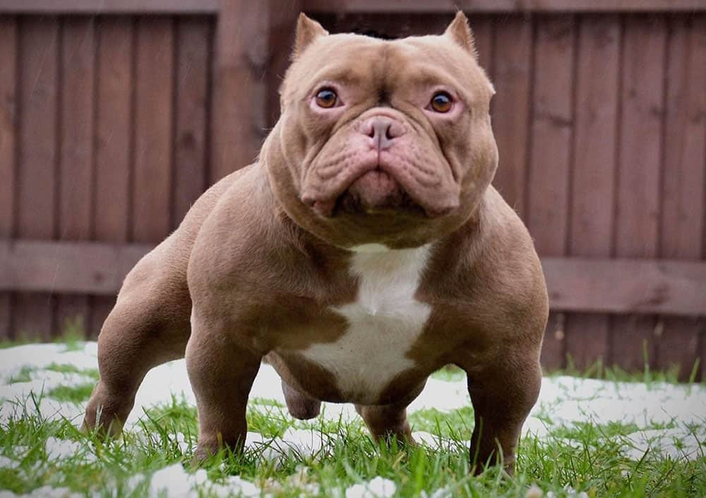 Chú chó Exotic Bully 2 , 6 tỷ đồng và những điều thú vị về giá chó Cảnh - Ảnh 3. Chú chó Exotic Bully 2 , 6 tỷ đồng và những điều thú vị về giá chó Cảnh - Ảnh 3.
