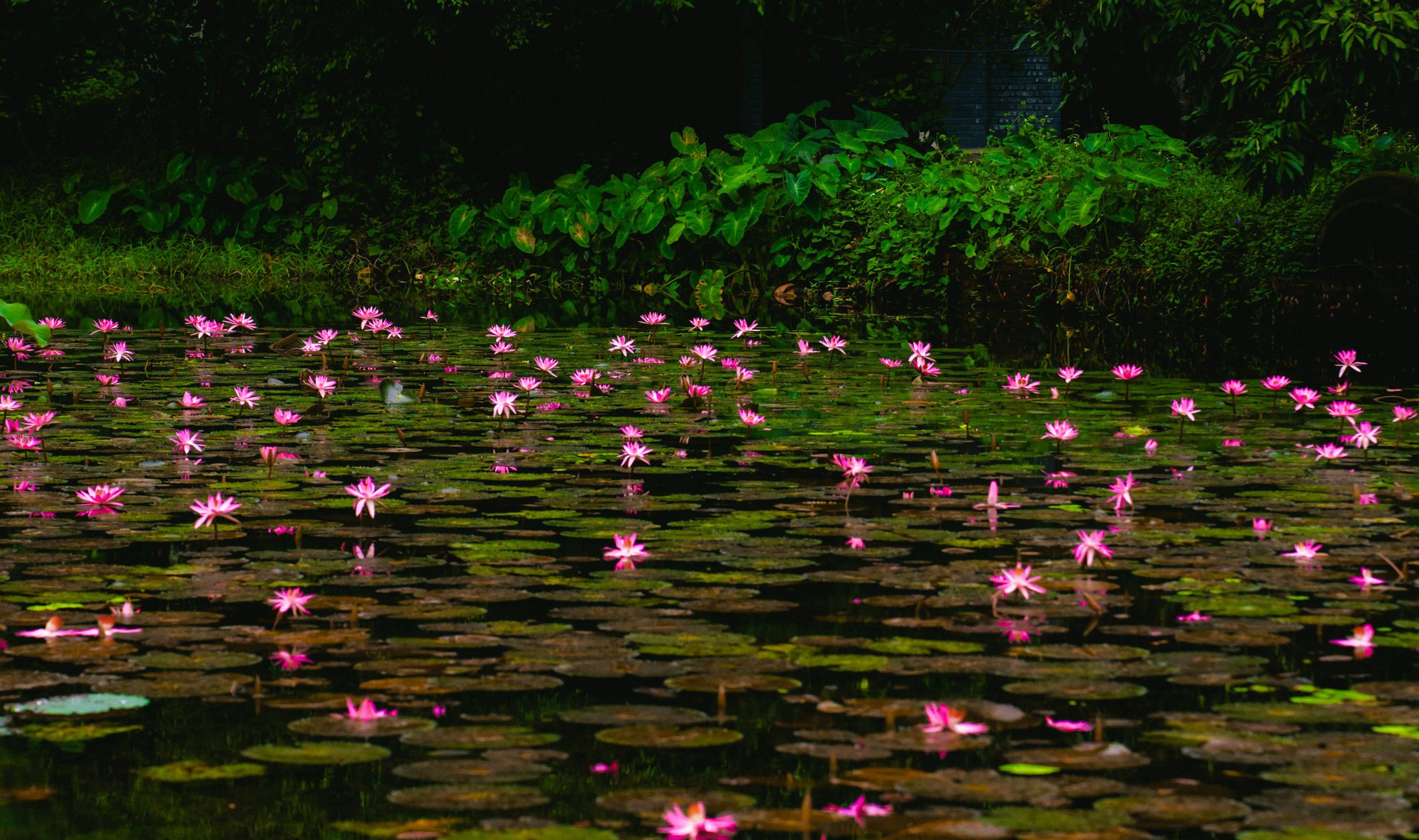 Tam Cốc ngọt lịm mùa hoa súng - Ảnh 12.